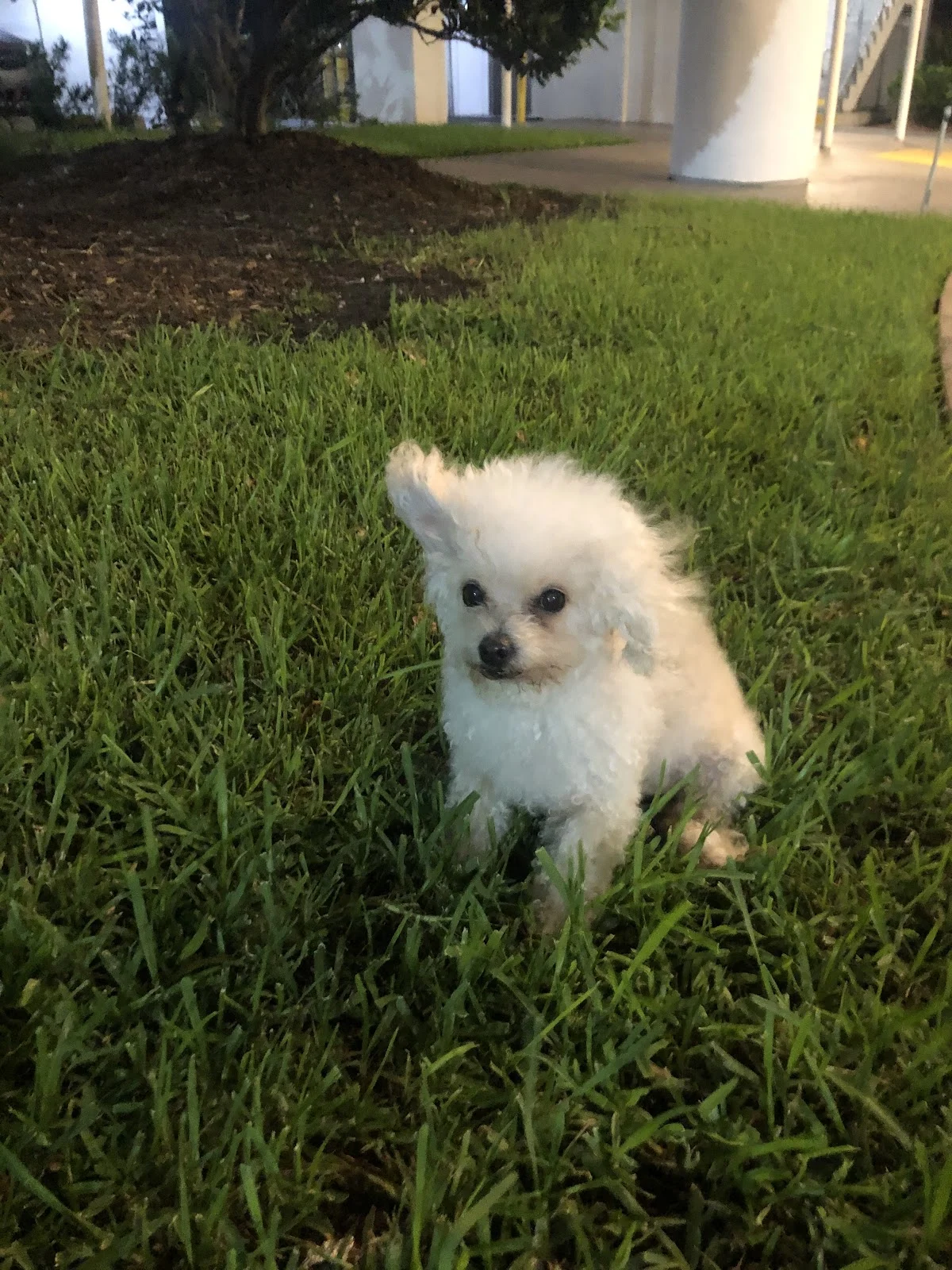 American Pets Crematory Inc.