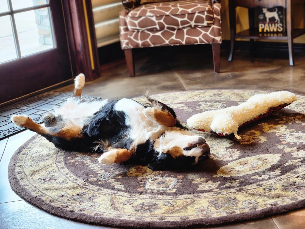 Angel's Pet Funeral Home and Crematory