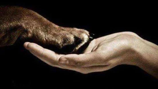 Cherished Pets Remembered Pet Crematorium
