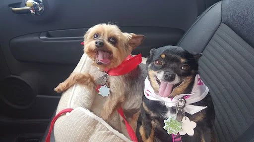 Everlasting Memorial Pet Cremation