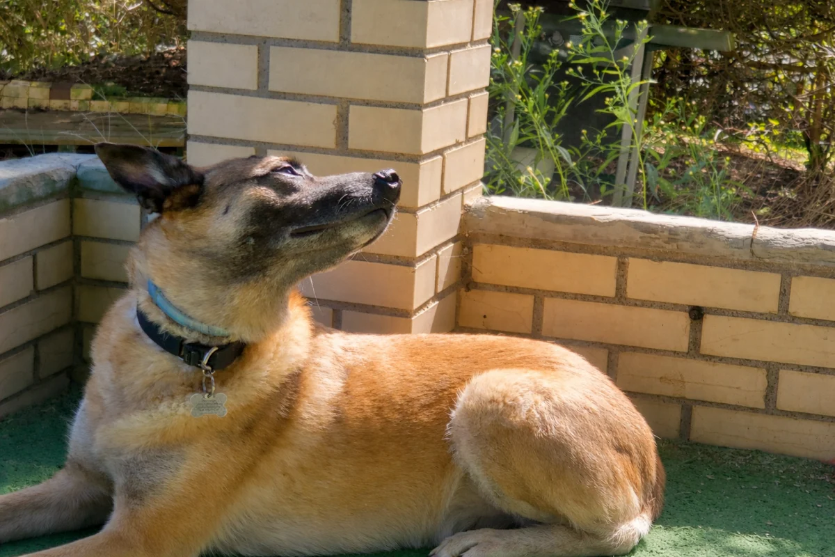 Oak Crest Pet Crematory