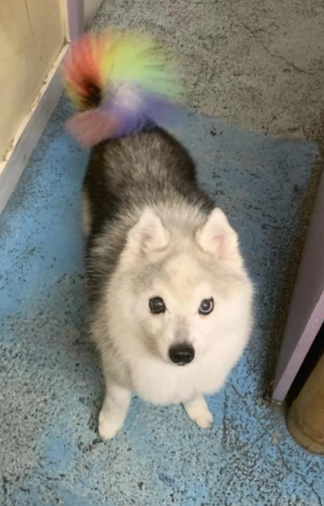 Serenity Pet Memorial